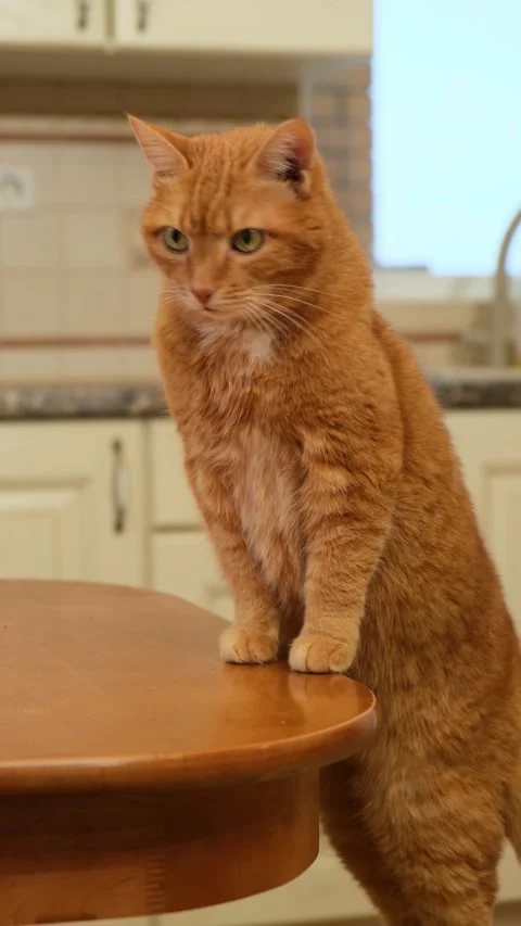 Ginger cat standing at the dining table, looking around and waiting for a food. Stock Footage 290300374