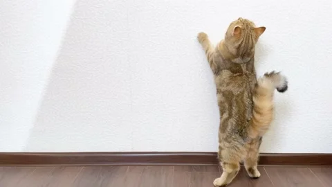 Ginger cat standing on its hind legs Stock Footage 173373264