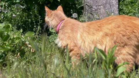 Ginger Cat Stands in the Grass Stock-Footage 293203340