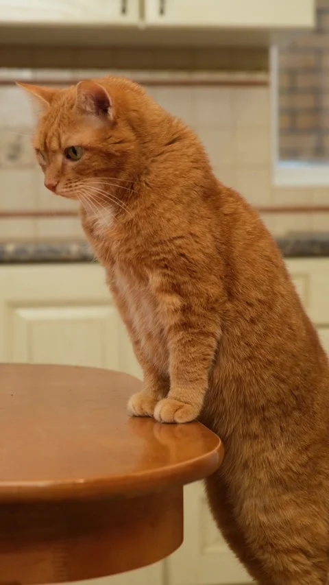 Ginger cat stands with its front paws on the dining table looking for food Stock Footage 290484345