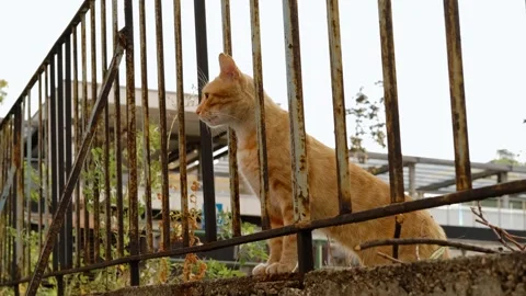 A ginger cat stands on a stone wall behind rusty metal bars, gazing ahead with Stock Footage 316595003