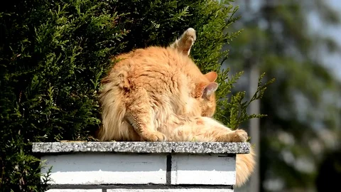Ginger cat on the street. Stock-Footage 74959128