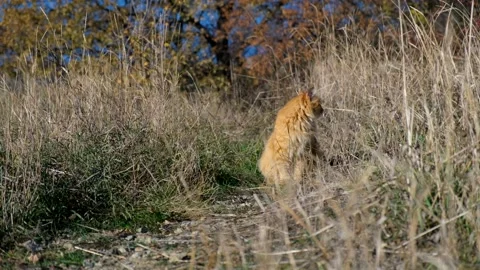 Ginger cat street portrait Video stock 169290883