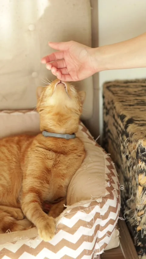 Ginger cat stretching to receive affection from its owner’s hand. Video stock 322029945