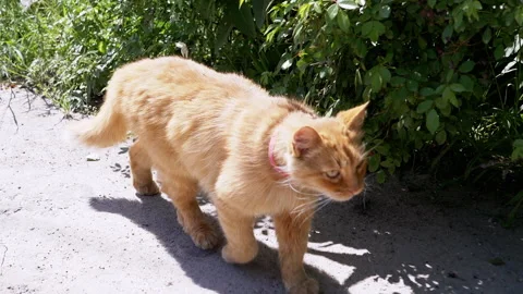 Ginger Cat Strolling Along a Bush Stock Footage 293207104