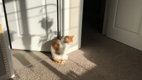 Ginger cat sun bathing Stock Footage 126423044