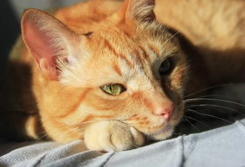 The ginger cat on the sun. Closeup Stock Photos