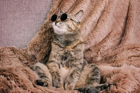 A ginger cat in sunglasses poses for the camera. Stock Photos