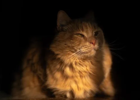 Ginger cat in sunlight on dark background, cozy pet portrait. Stock Photos