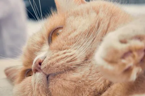 Ginger cat with a surprised face. close up Stock Photos