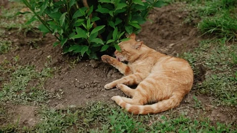 Ginger cat taking a bath Stock Footage 131334883