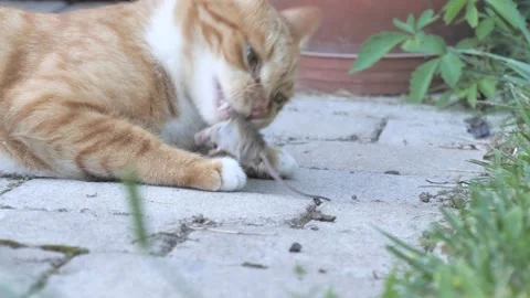 Ginger Cat Tears Apart Dead Mice, Preparing To Eat It, Cruel Stock Footage 139452178