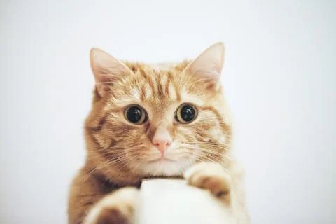 Ginger Cat at the Top of the Door Stock Photos