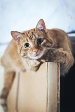 Ginger Cat at the Top of the Door Stock Photos