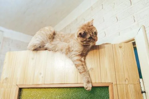 Ginger Cat at the Top of the Door Stock Photos