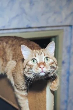 Ginger Cat at the Top of the Door Stock Photos