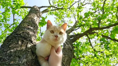 A ginger cat in the tree HD Stock Footage 79624073
