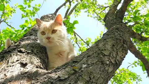 A ginger cat in the tree HD Stock Footage 79624098
