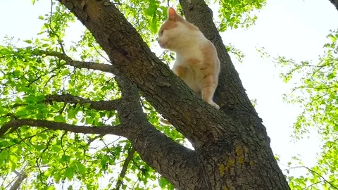 A ginger cat in the tree HD Stock Footage 79624165