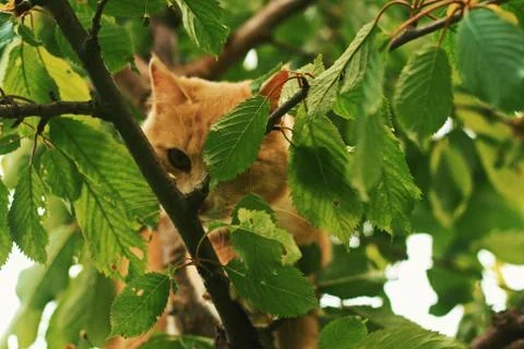 Ginger cat in the tree Foto stock