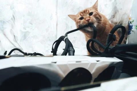 Ginger Cat tries to Bite the Wires on Mining Computer Open Stand Stock Photos