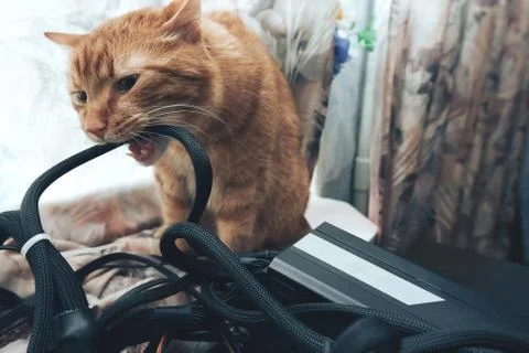 Ginger Cat tries to Bite the Wires on Mining Computer Open Stand Stock Photos