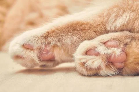 Ginger cat two back with pink legs. close up Stock Photos
