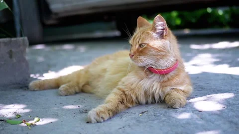 Ginger Cat Under a Tree Stock Footage 293198423