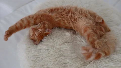 A ginger cat waking up, stretching out and flipping over to the other side. Video stock 214909369