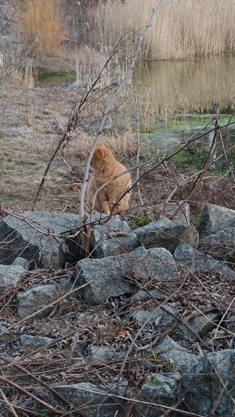 A ginger cat on a walk Stock-Footage 331470234