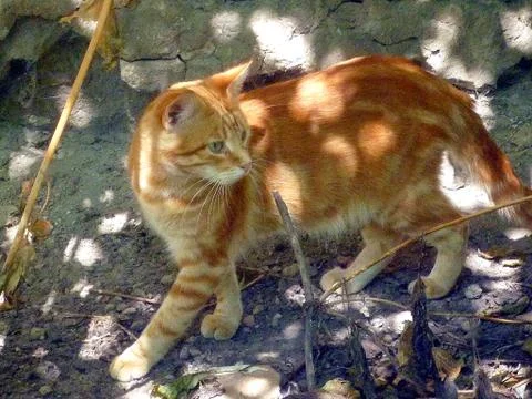 Ginger cat on a walk Stock Photos