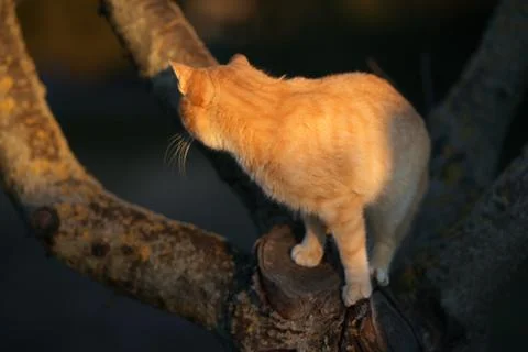 Ginger cat walk on a tree trunk at sunset Photos