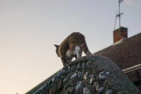 Ginger Cat Walking Along a Stone Wall at Twilight in England Stock Photos
