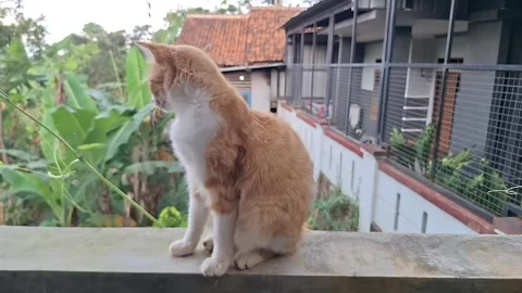 Ginger cat walking on a concrete ledge outdoor Stock Footage 337050869