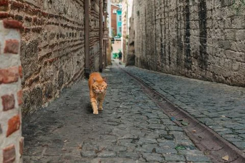 A ginger cat walking confidently down a quiet cobblestone alley flanked by .. Stock Photos