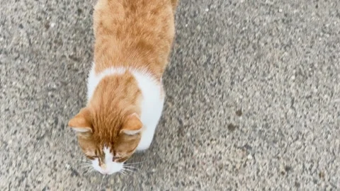 A ginger cat is walking down the street Video stock 329091790