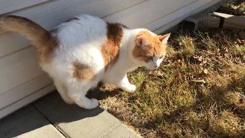 Ginger cat walking Stock Footage 126423025