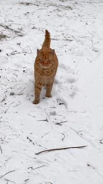 Ginger cat walking forward in the snow. Vertical photo. Stock Photos