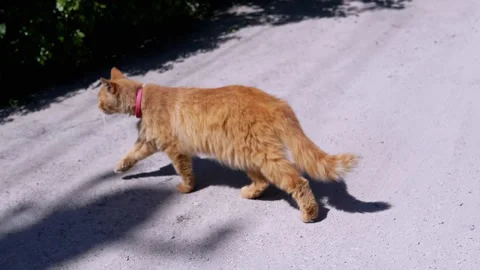 Ginger Cat Walking in the Garden Stock Footage 293199677