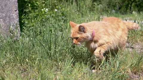 Ginger Cat Walking in Grass Stock Footage 293161273