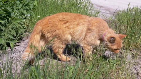 Ginger Cat Walking in Grass Stock Footage 293204396