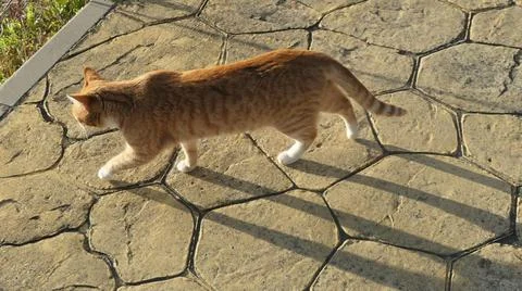 Ginger cat walking patterned pavement 스톡 사진