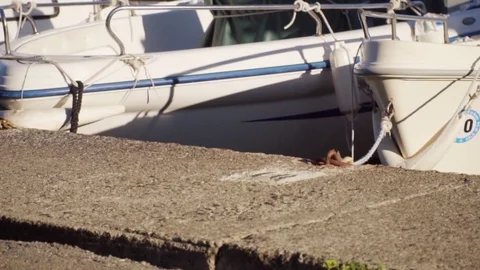 Ginger cat walking on the pier along the moored yachts Video stock 81987895