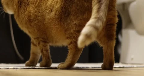 Ginger cat walking on a rug, close-up of paws and tail Stock Footage 339069136