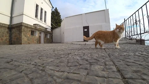 Ginger cat walking on the sidewalk Stock Footage 100249161