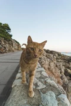 A ginger cat walking on a stone wall. Stock Photos