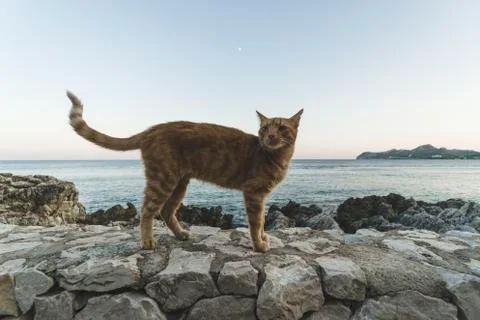 A ginger cat walking on a stone wall. Stock Photos