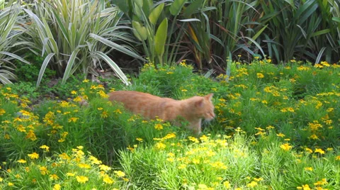 Ginger cat walking through long grass Stock Footage 37759876