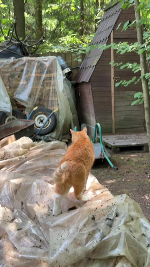 Ginger Cat Walking Through Rustic Backyard Garden Stock Footage 342002121