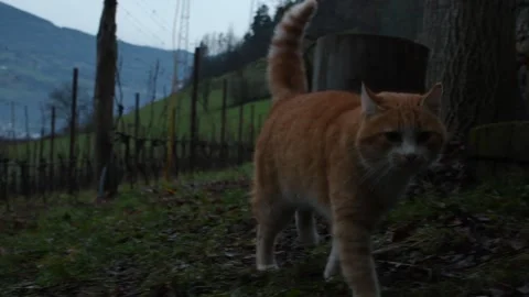 Ginger cat walking towords camera Stock Footage 295920315